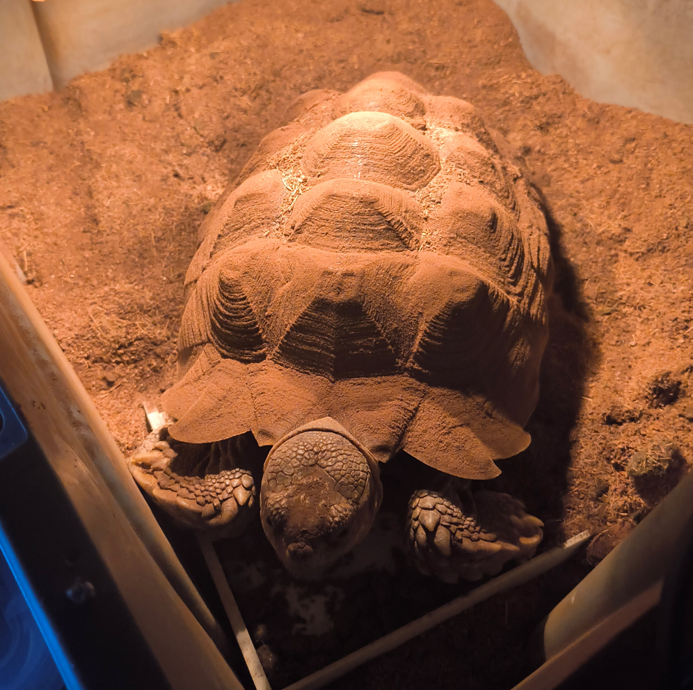 Artificial breeding of the Sulcata tortoise(2022)