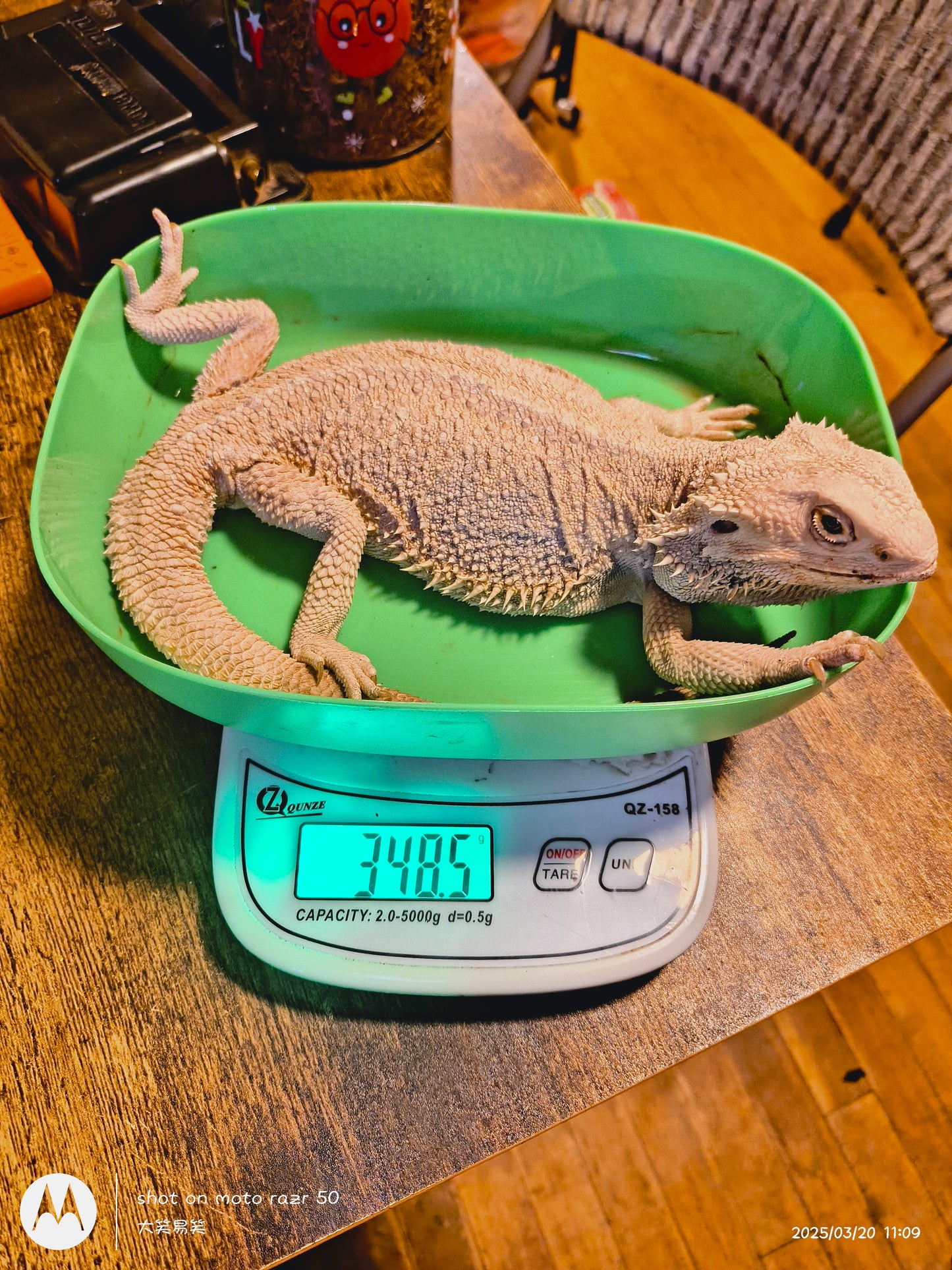 Female hypo zero.
(2024.02)