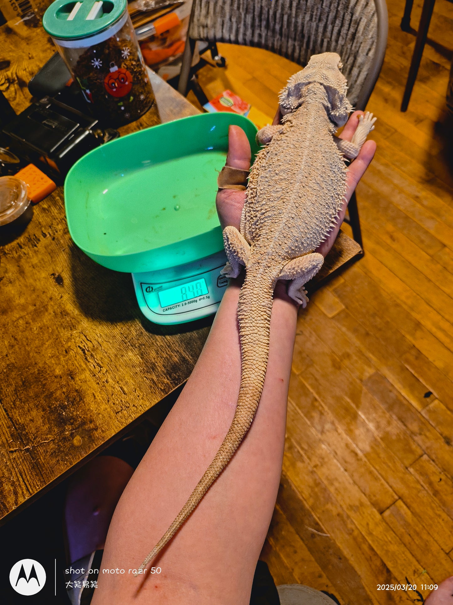 Female hypo zero.
(2024.02)