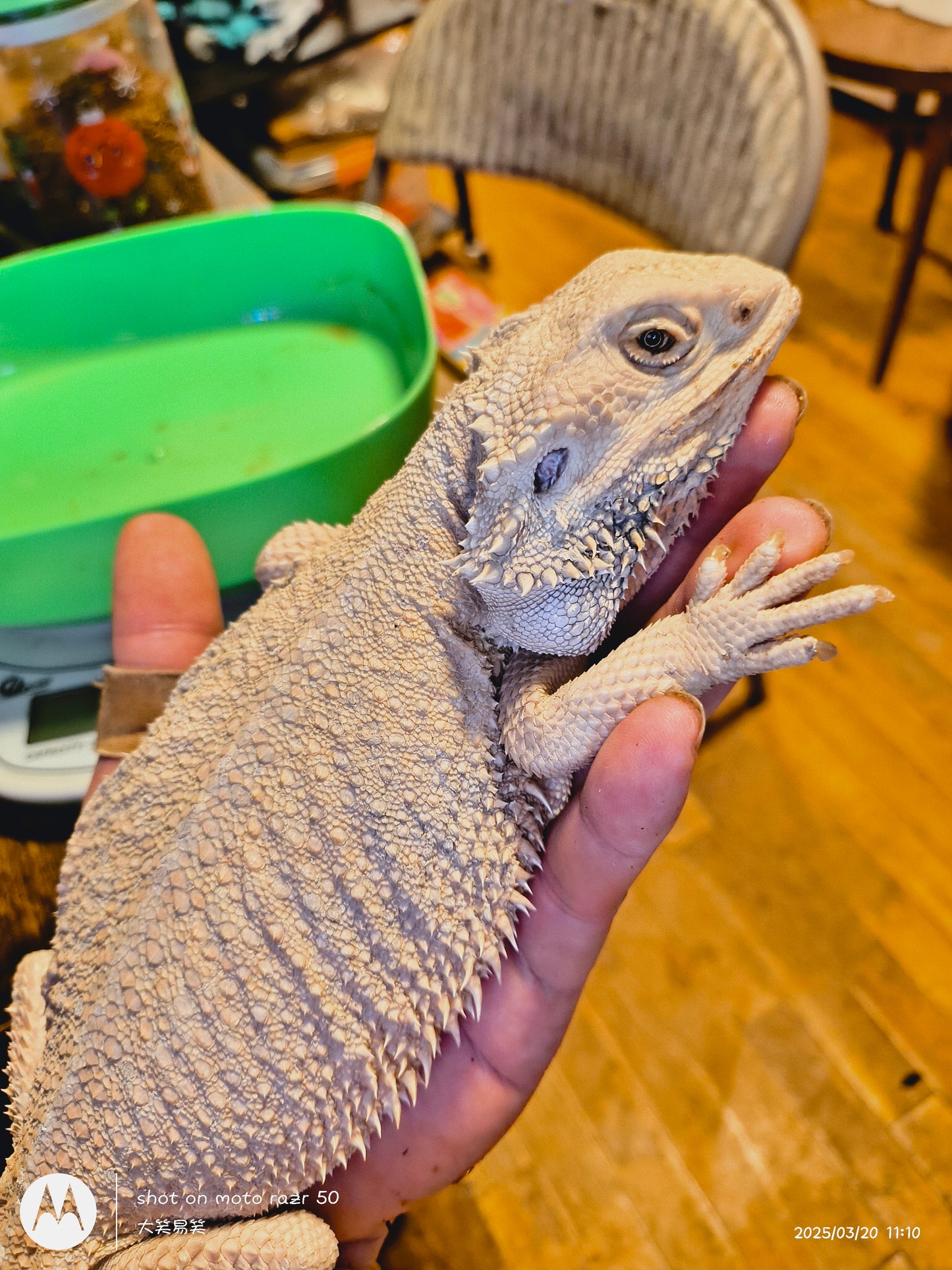 Female hypo zero.
(2024.02)